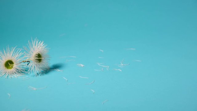 Pan to the right across two white eucalyptus flowers on light blue background