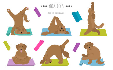 Yoga dogs poses and exercises poster design. Labradoodle clipart