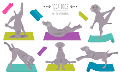 Yoga dogs poses and exercises poster design. Weimaraner clipart