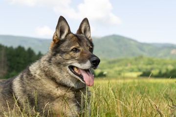 German shepherd dog playing in the garden or meadow in nature. Slovakia