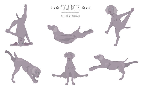 Yoga dogs poses and exercises poster design. Weimaraner clipart