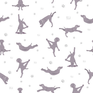 Yoga dogs poses and exercises seamless pattern design. Weimaraner clipart