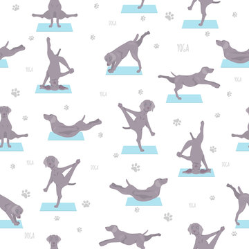 Yoga dogs poses and exercises seamless pattern design. Weimaraner clipart