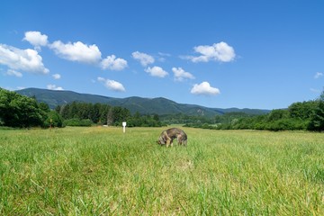 Obraz premium German shepherd dog playing in the garden or meadow in nature. Slovakia