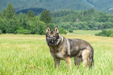 German shepherd dog playing in the garden or meadow in nature. Slovakia