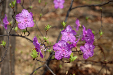 Rhododendron dauricum