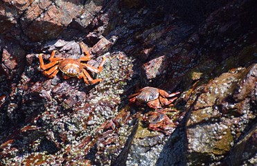 Crab , Ballestas Islands ,  Paracas  , Peru 