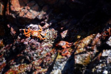 Crab , Ballestas Islands ,  Paracas  , Peru 