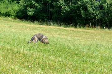 German shepherd dog playing in the garden or meadow in nature. Slovakia
