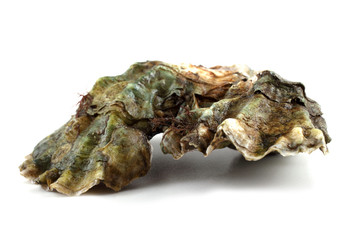 Oysters