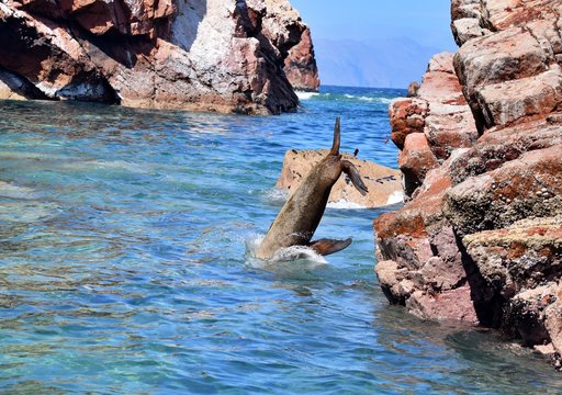 Sea Lion , Ballestas Islands ,  Paracas  , Peru 