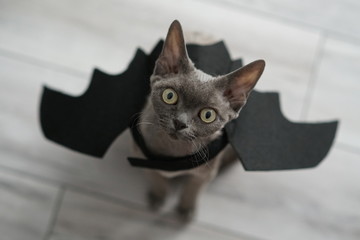 female devon rex cat dressed up for halloween and wearing bat wings, selective focus, top wiev