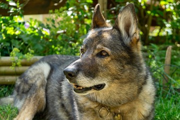 German shepherd dog playing in the garden or meadow in nature. Slovakia