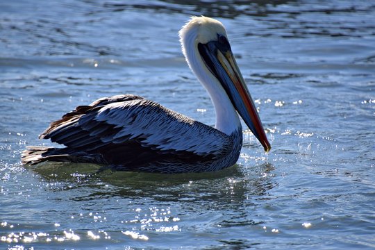 Pelican , Ballestas Islands ,  Paracas  , Peru 