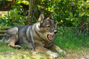Naklejka na ściany i meble German shepherd dog playing in the garden or meadow in nature. Slovakia
