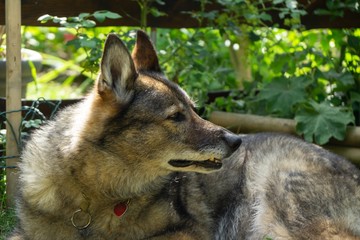 German shepherd dog playing in the garden or meadow in nature. Slovakia