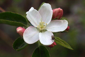 Apple flower and buds