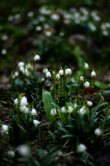 Leucojum vernum las primeras flores del bosque tras dejar la nieve