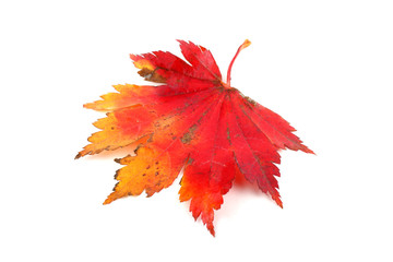Autumn maple leaf