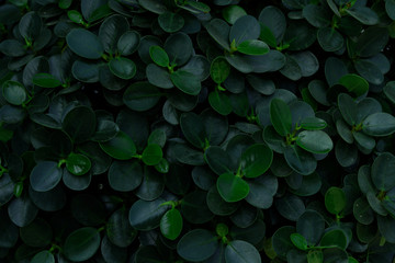 Shape and pattern green leaves for the natural background and wallpaper. Graphic resource. Copy...