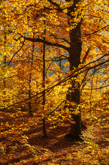 Close-up of autumn trees