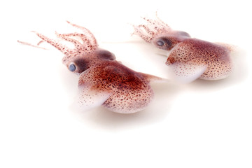 Fototapeta premium Little cuttlefishes