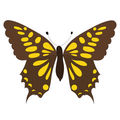 Fototapeta na wymiar butterfly, on a white background