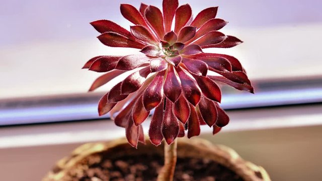 Play of sunlight in the petals of a room flower Aeonium Arboreum. Time lapse zoom out
