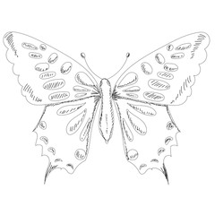  isolated, butterfly, sketch with lines, contour