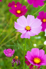 Colorful cosmos flower field mixed with old and new flowers.