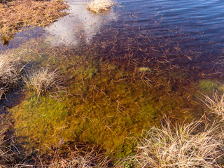 abstract image with dry bog grass and bog water