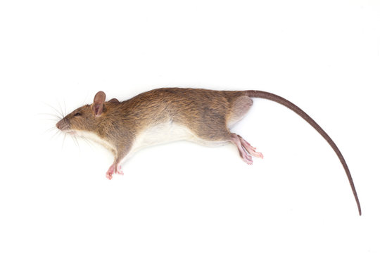 dead rat isolated on white background,
