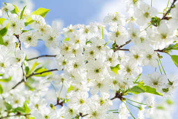 Close-up cherry blossom in full bloom against blue sky. Spring background. Soft focus
