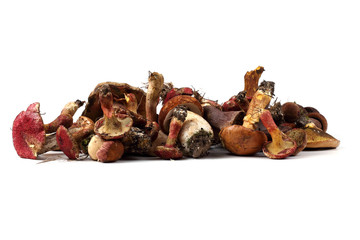 Different boletus mushrooms