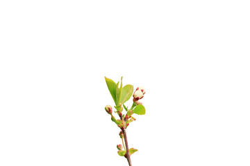 Branch of a blossoming spring tree isolated on a white background. Top view. Close-up.