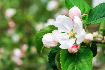 Obraz premium Close-up apple tree blossom branch. Spring background. Copy space