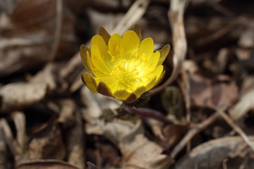 Adonis amurensis, Far Eastern snowdrop