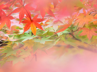 紅葉 Autumn leaves 33
