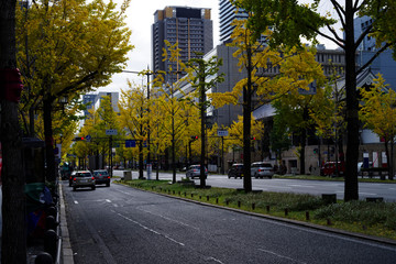大阪市中央区・御堂筋の黄葉する銀杏並木の風景