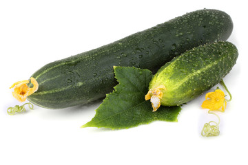 Cucumbers and leaf
