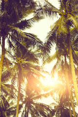 Fototapeta na wymiar Bright sun over tropical plants
