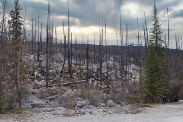 Dead trees destroyed by forest fire, Canada