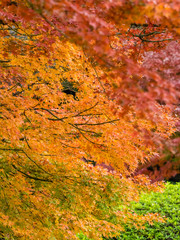 紅葉 Autumn leaves 24