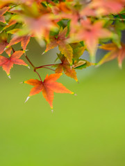 紅葉 Autumn leaves 21