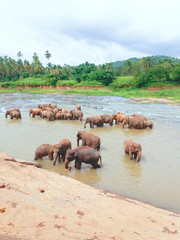 Pinnawala Elephants Sri Lanka