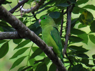 bird