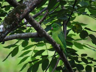 bird