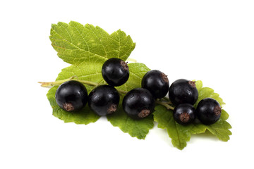 Cluster of black currant