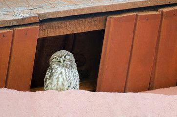 Little owl Athene noctua with big eyes on the roof