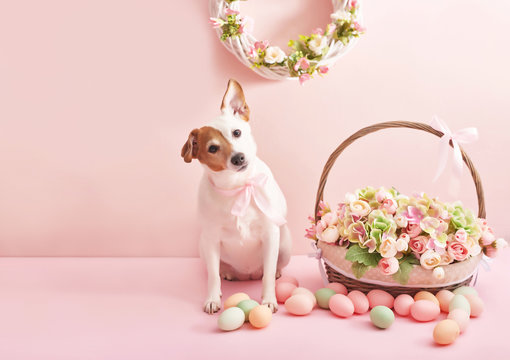 Easter greeting card with eggs. Spring Greeting Card Template. Happy Easter holiday concept, easter dog with flowers and eggs. Easter basket with flowers and eggs on pink background.